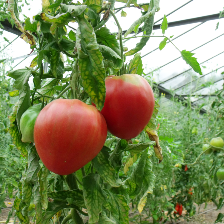 Zewi Herzförmige pinke Tomaten