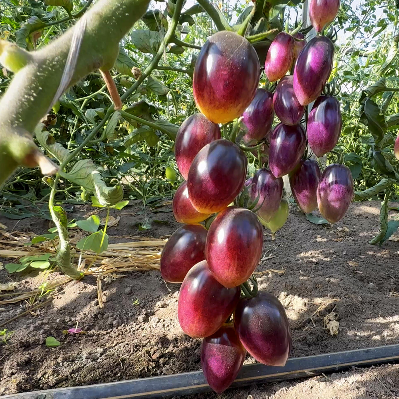 Tomatensaatgut Märchenmagie