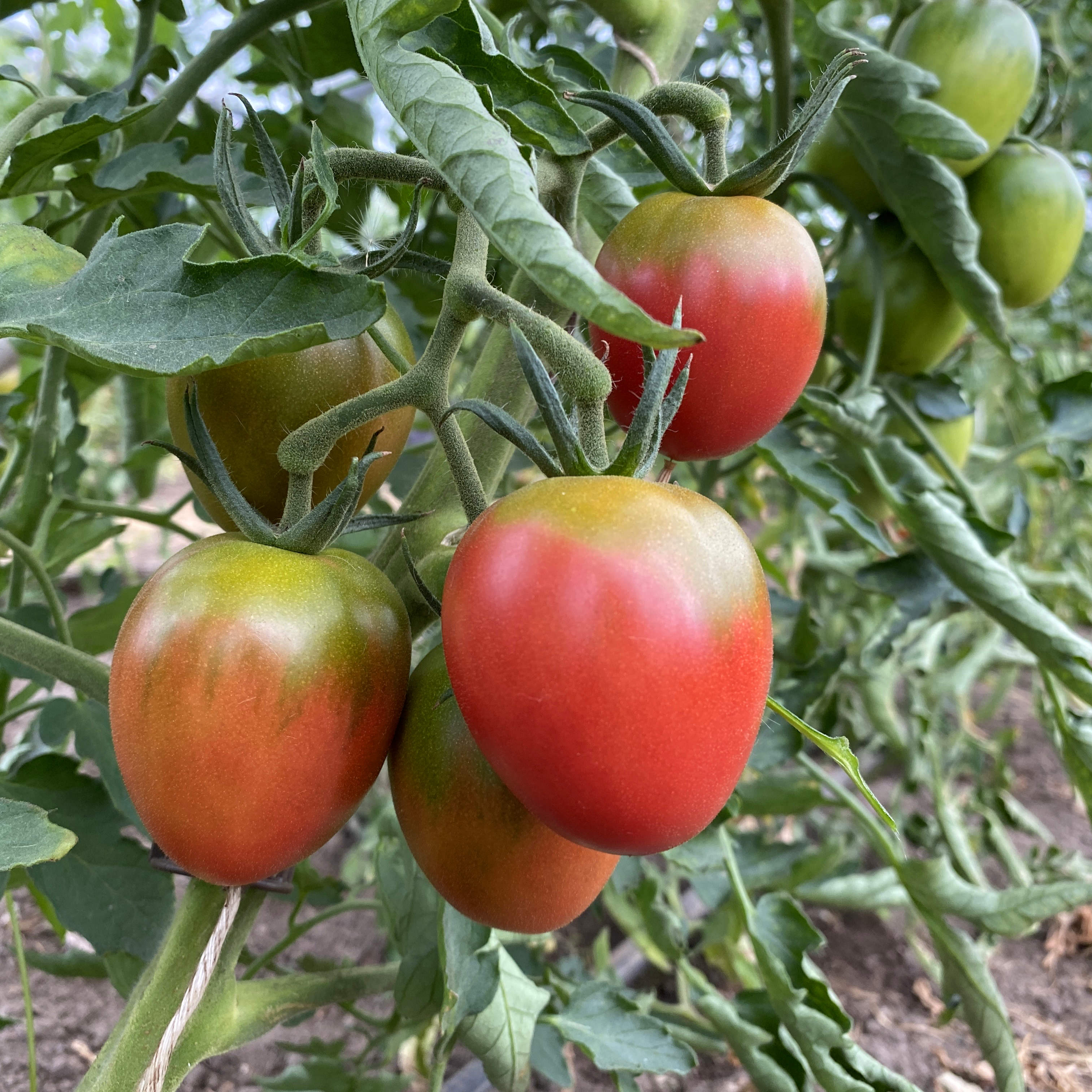 Tomatensaatgut Olirose