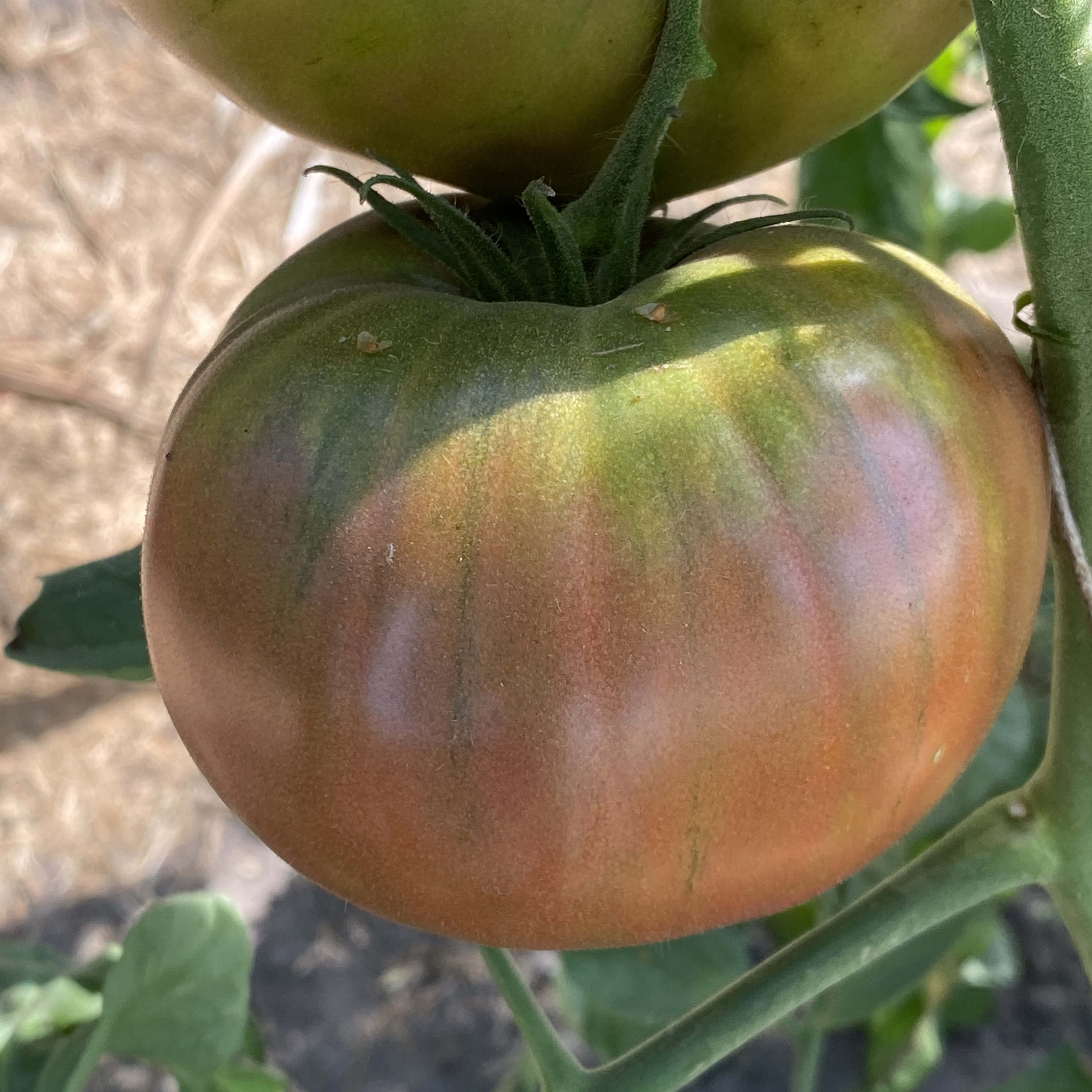 Tomatensaatgut Polaris