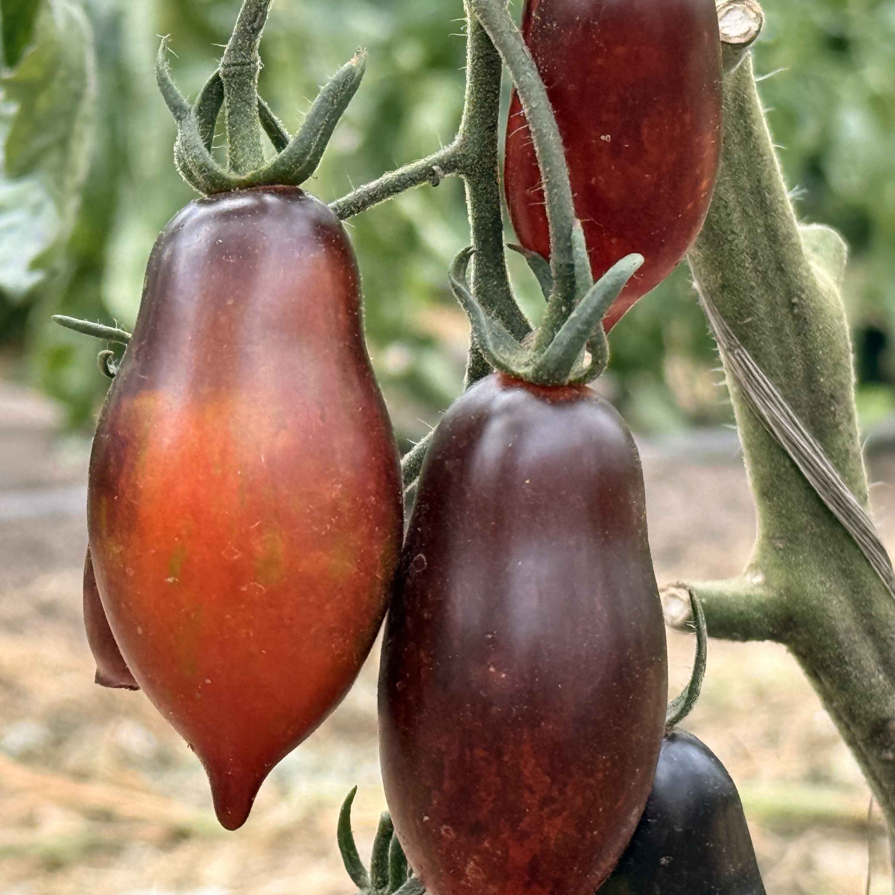 Tomatensaatgut E-Lava-Drip