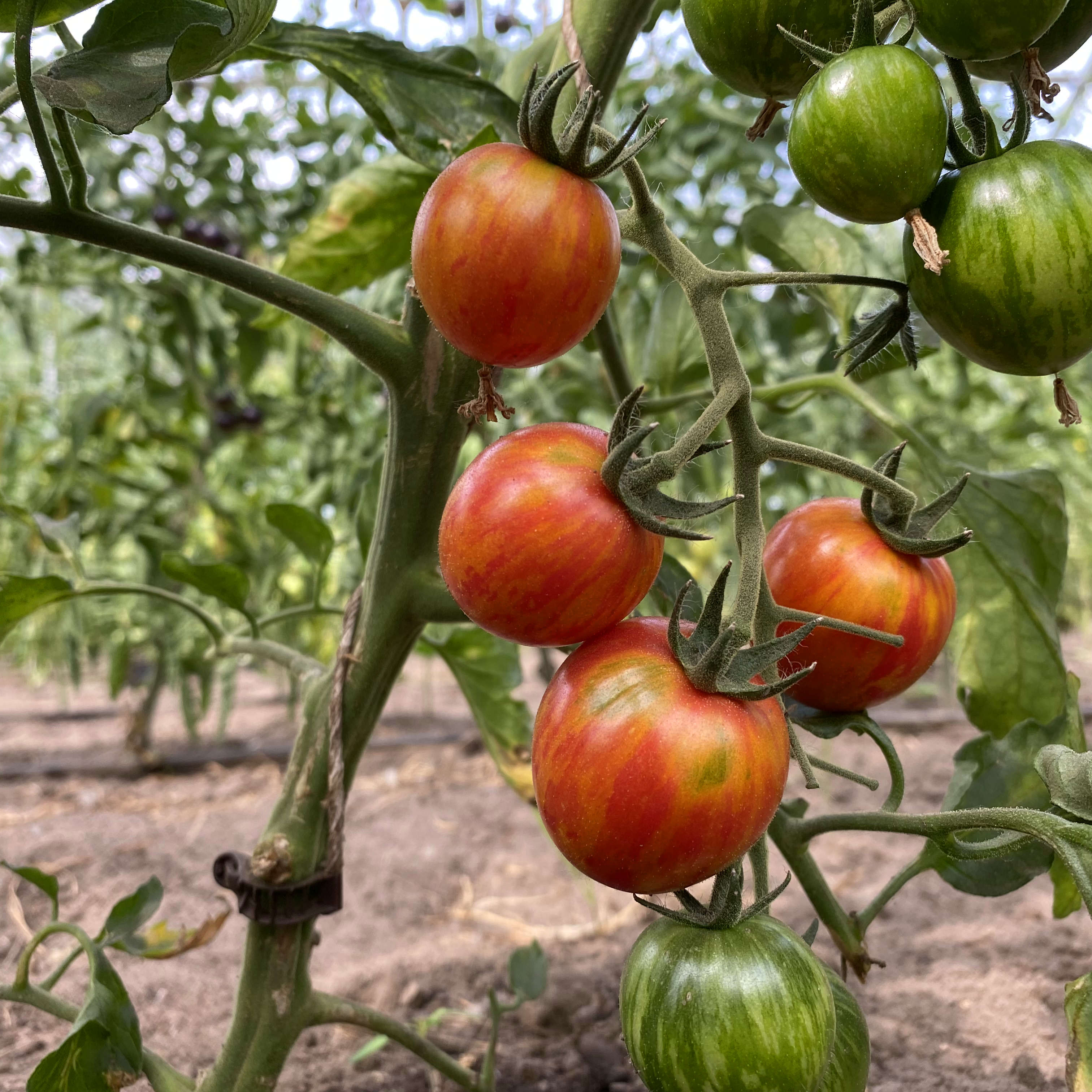 Rot gestreifte runde Tomate am Strauch