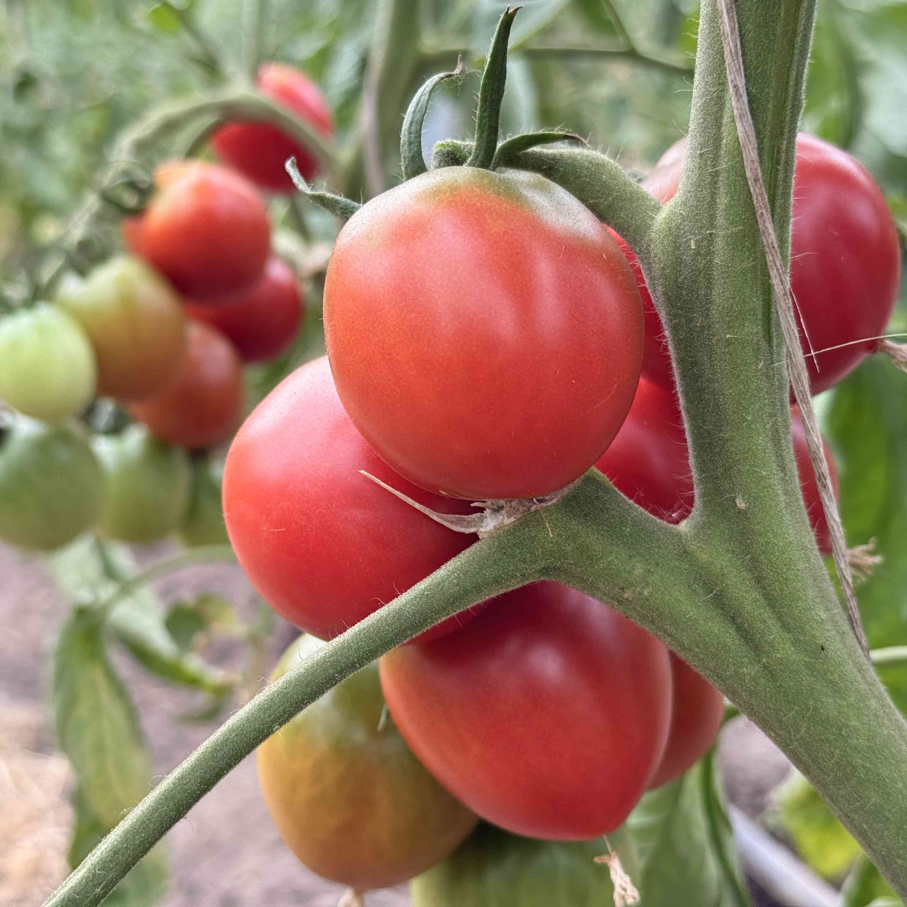 Tomatensaatgut Rosa Roma