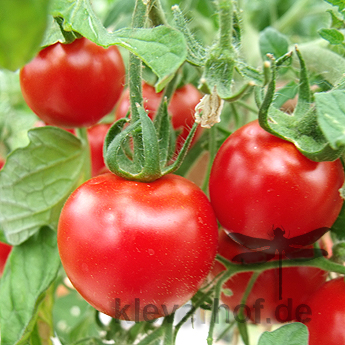 Rote Prachvolle Tomatensorte