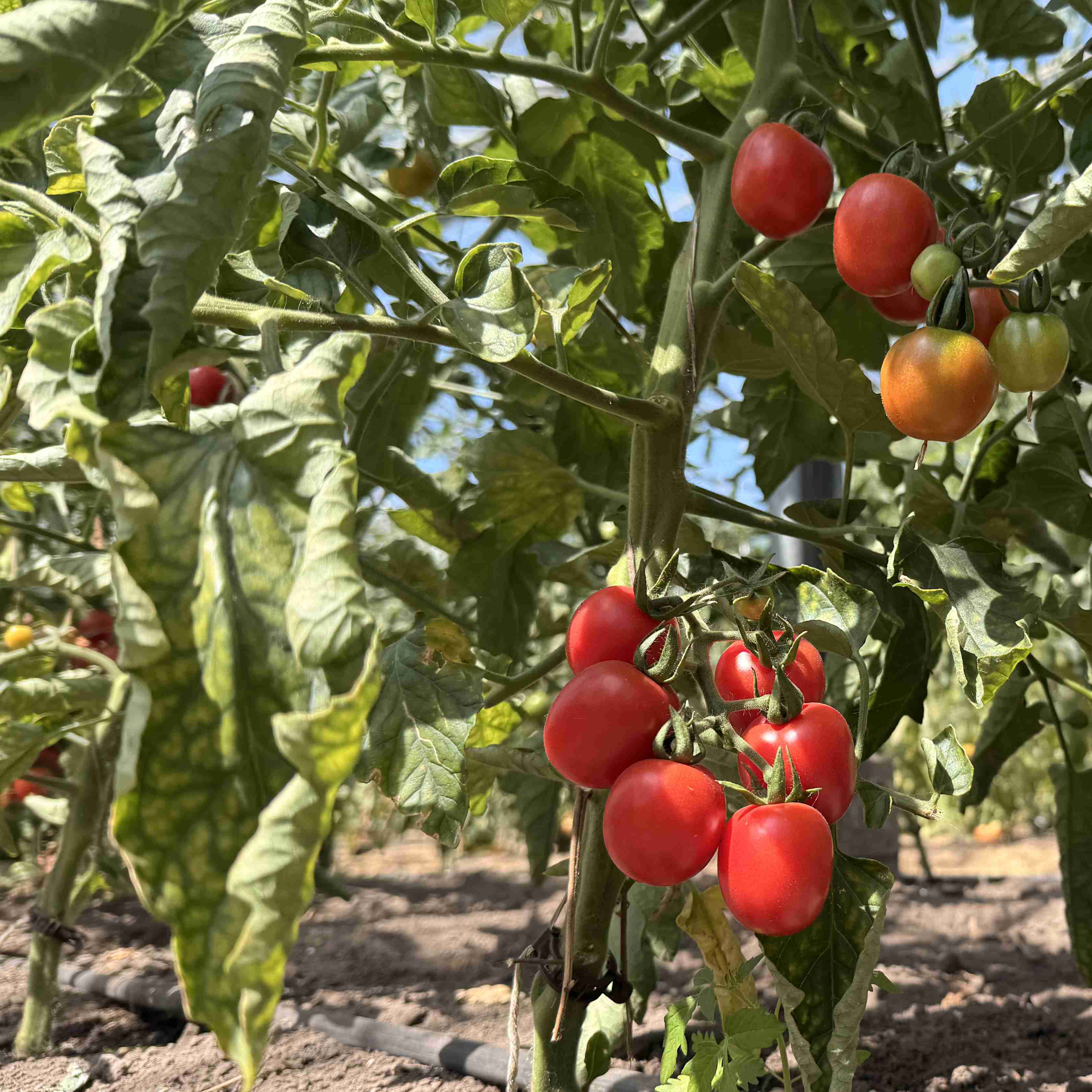 Tomatensaatgut Humboldtii