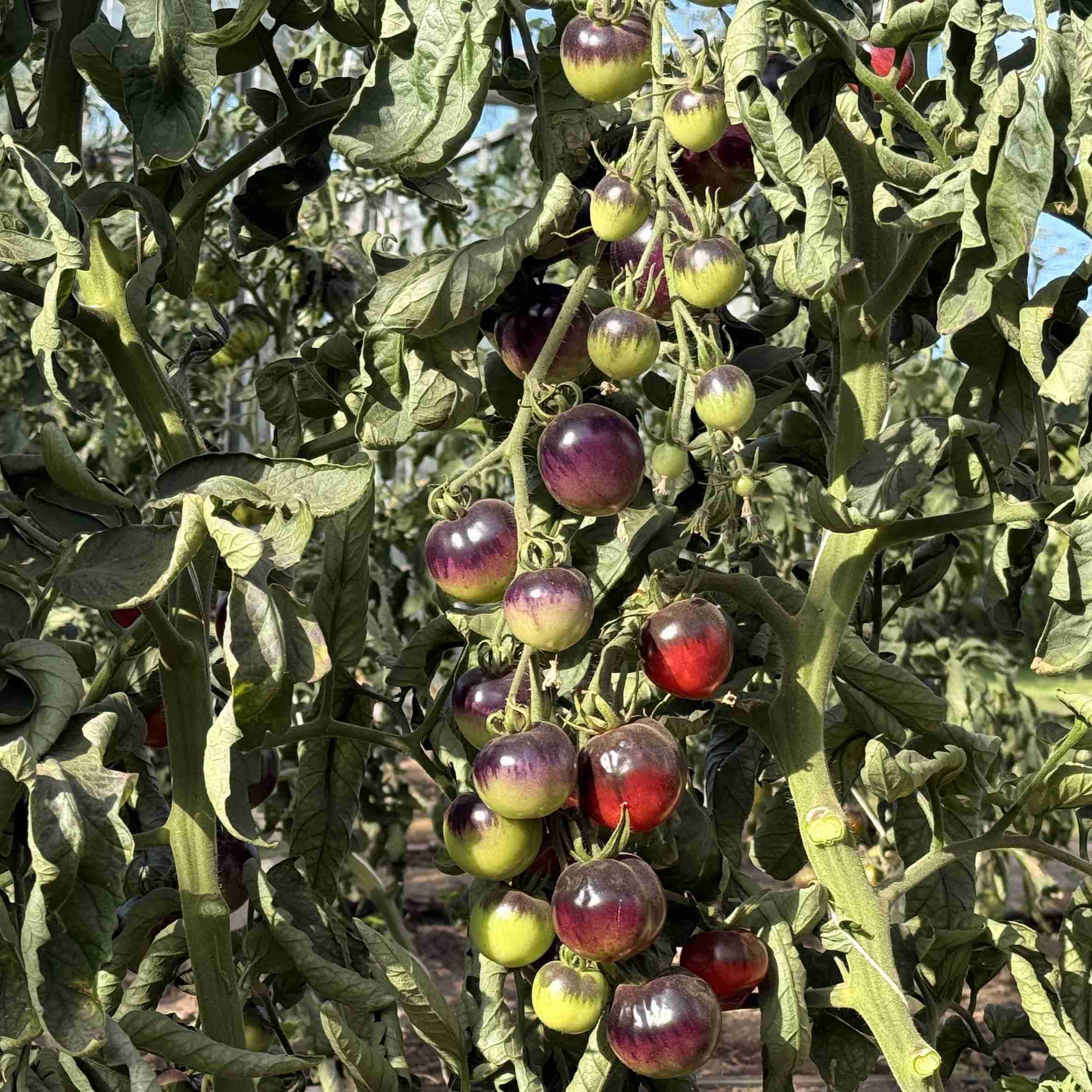 Tomatensaatgut Smokey Blue