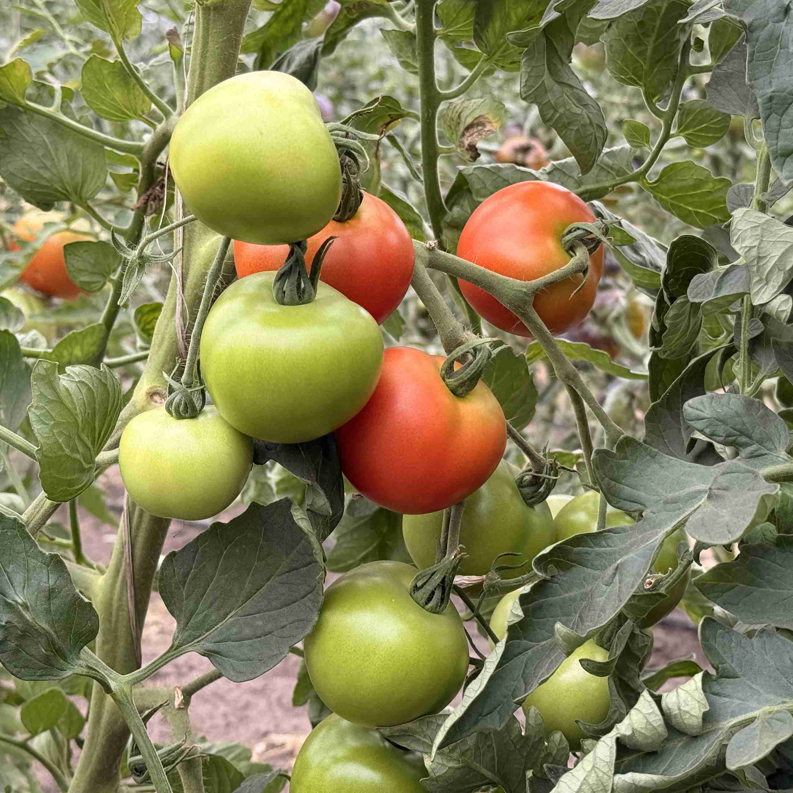 Tomatensaatgut Grit