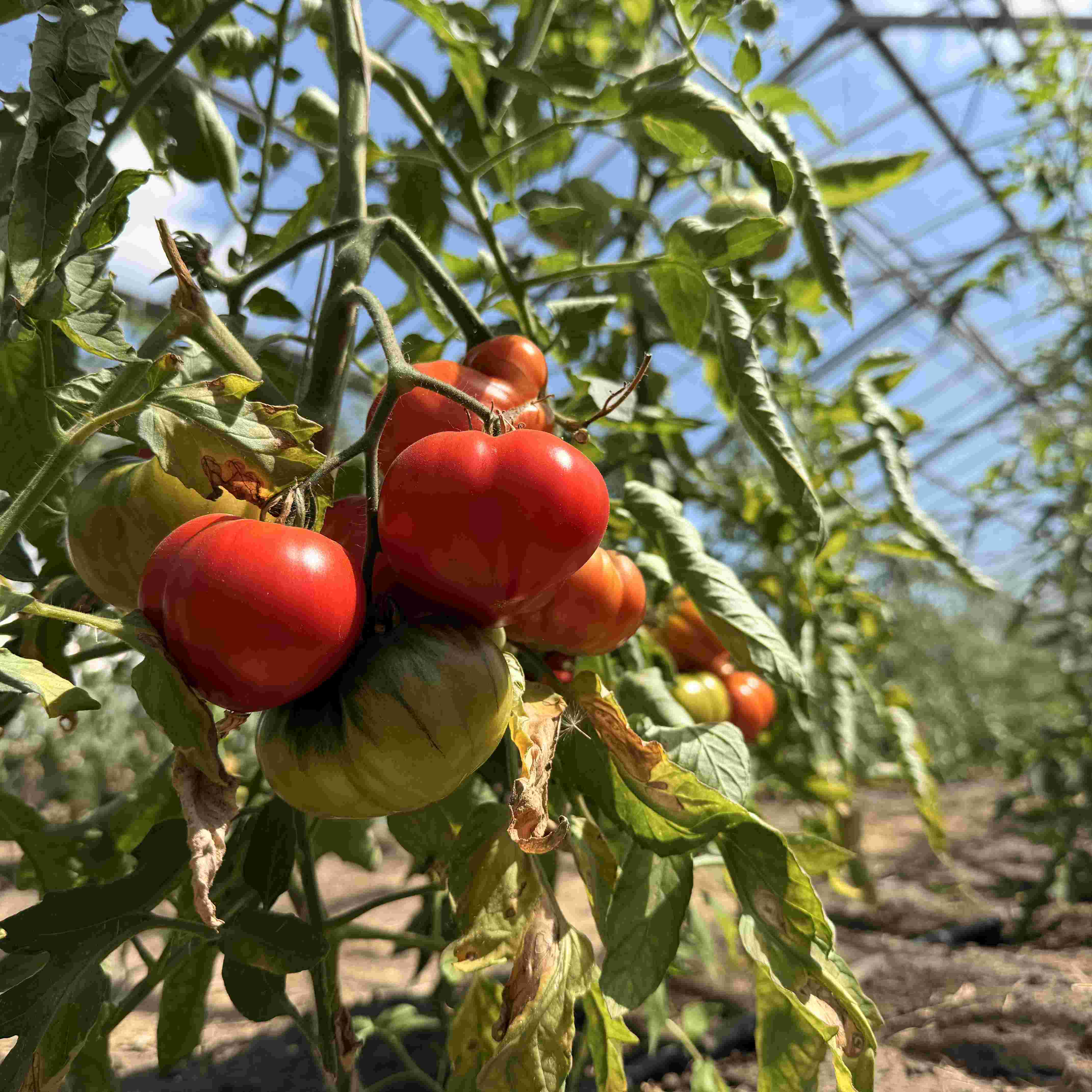 Tomatensaatgut Corongo