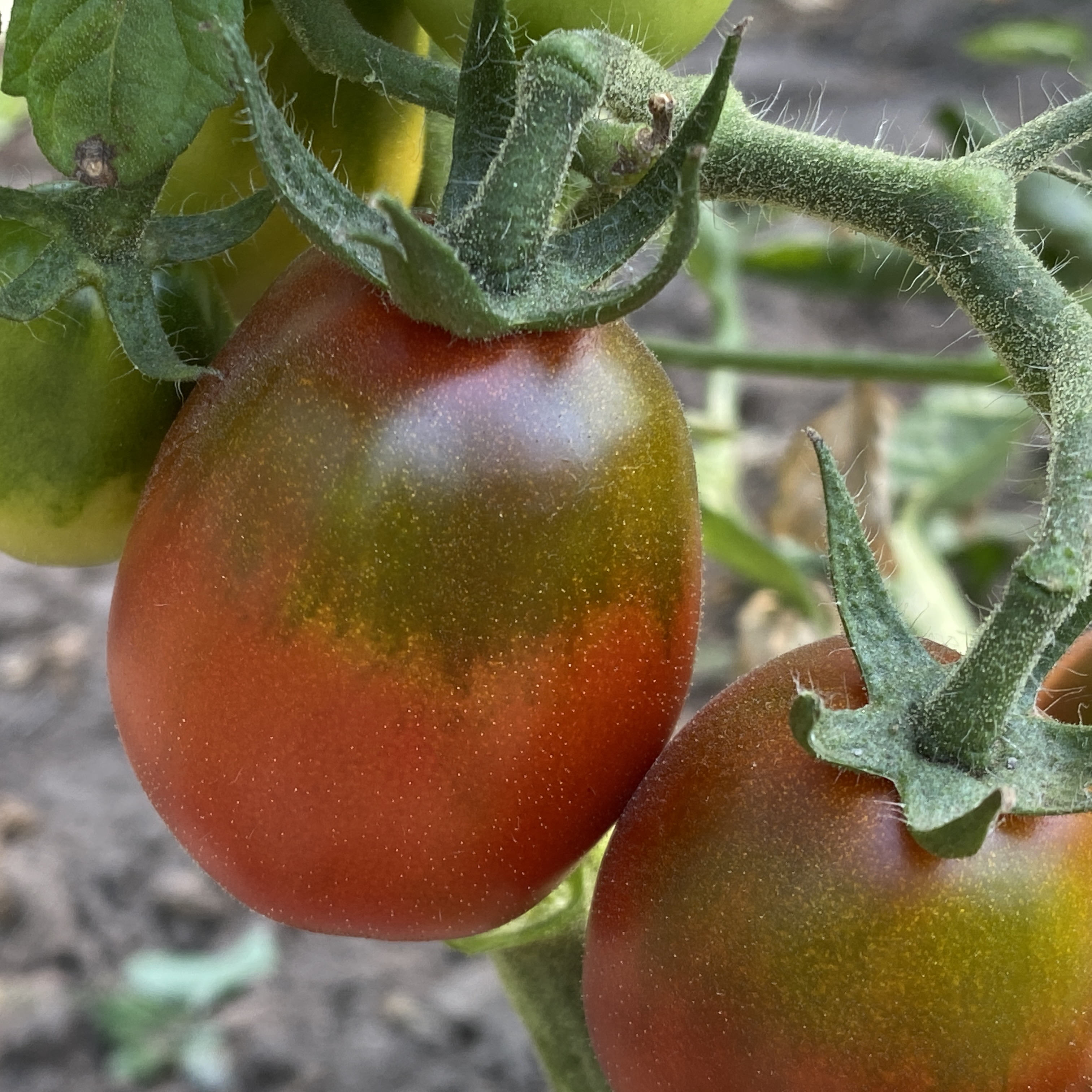 Tomatensaatgut Purple Tsunshigo