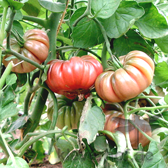 Braune und Rote Geschmackvolle Bio tomatenfurcht