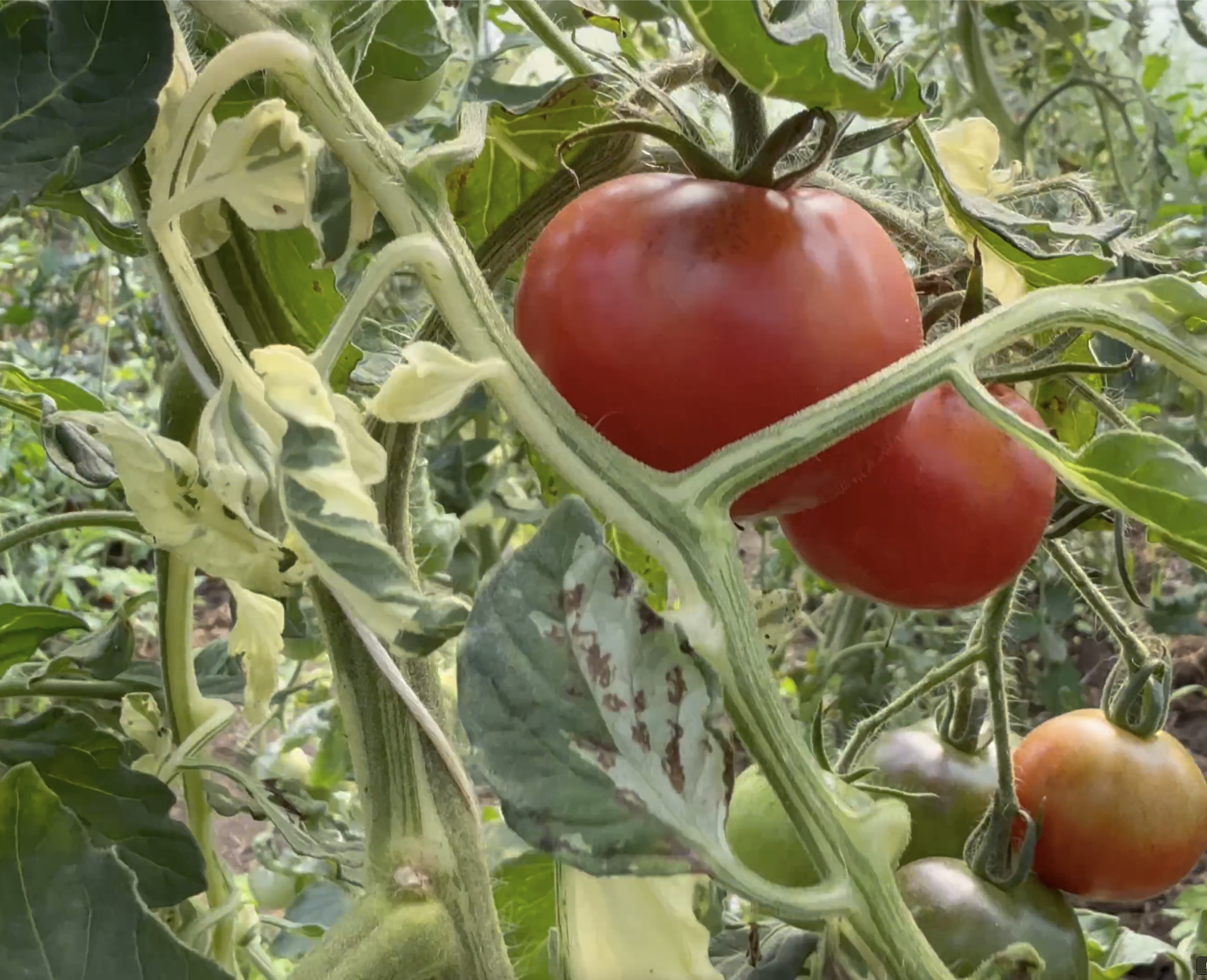 Tomatensaatgut E-Pørl Rosa