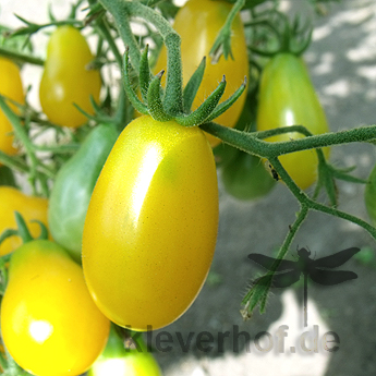 Prachtvolle Gelbe längliche Tomatensorte