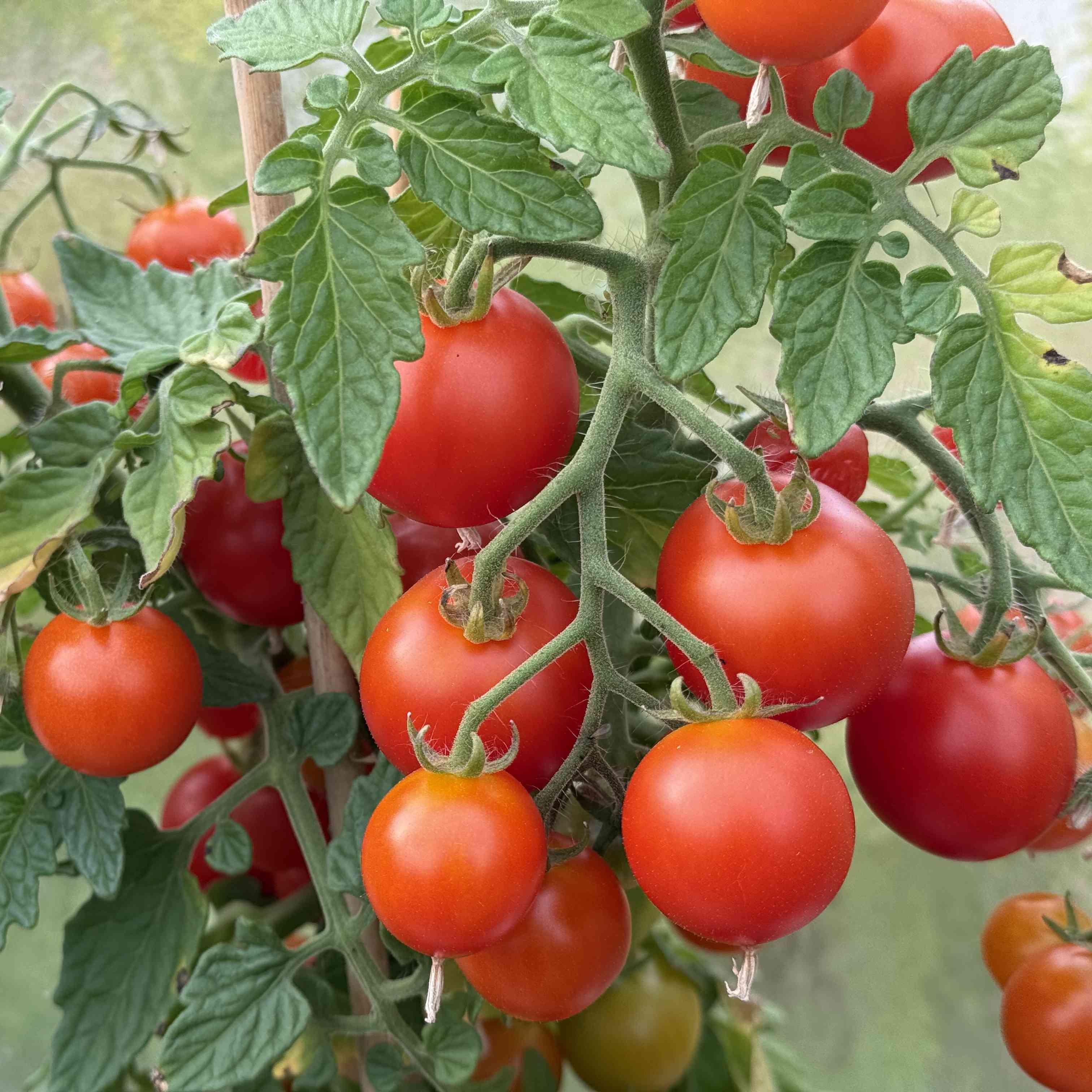 Tomatensaatgut Sweet & Neat Scarlet