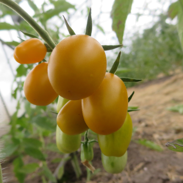 Gelbe Cherry Tomatensorten