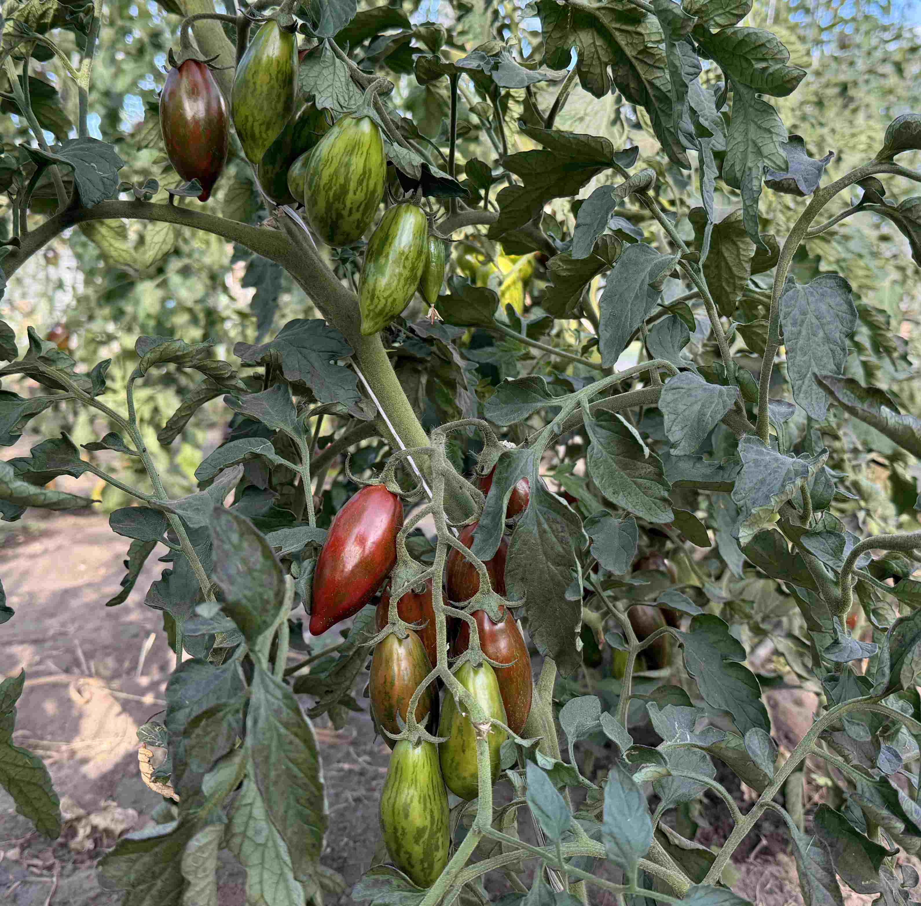 Tomatensaatgut Zeppelin