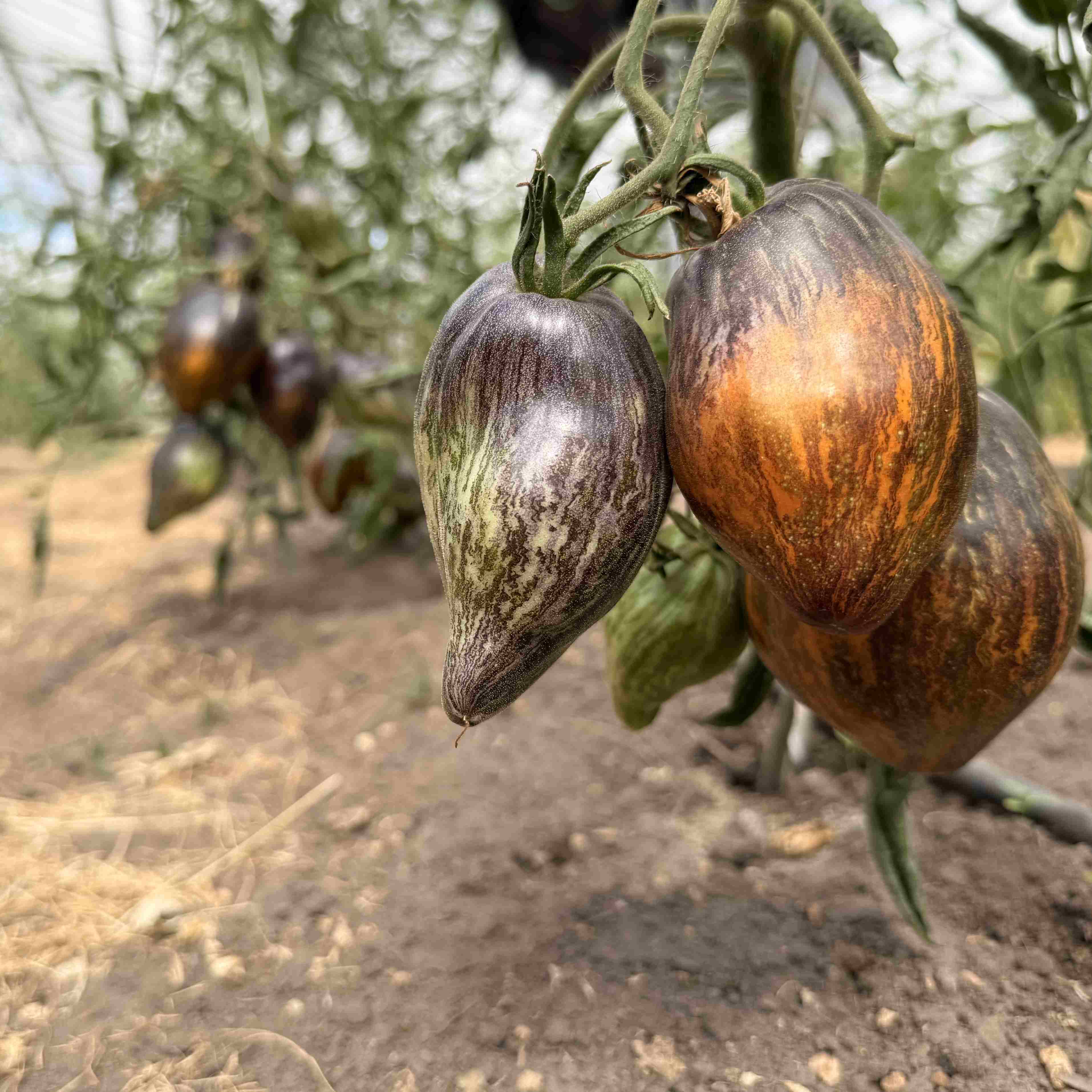 Tomatensaatgut Ochre Veil