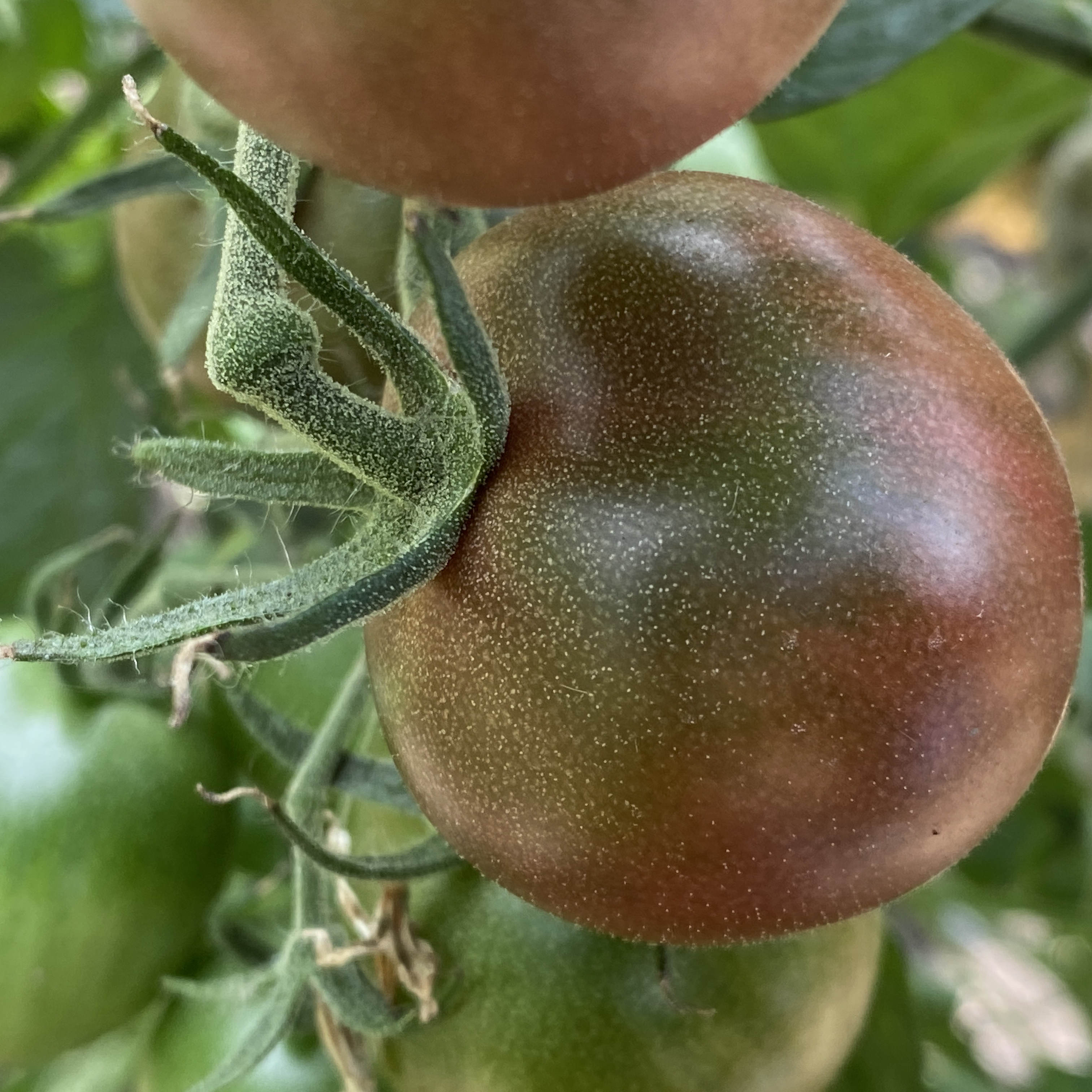 Tomatensaatgut Aromastar