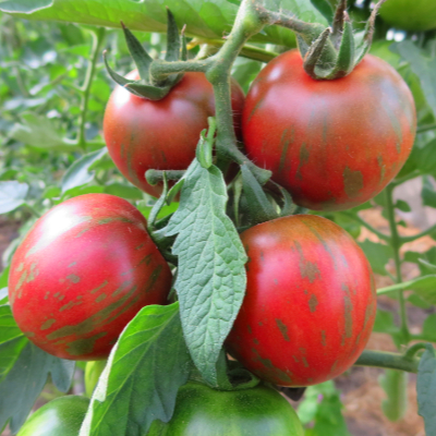 Rote gestreifte Tomatenfrucht