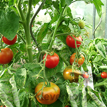 Rote Prachtvolle Tomatenvielfalt