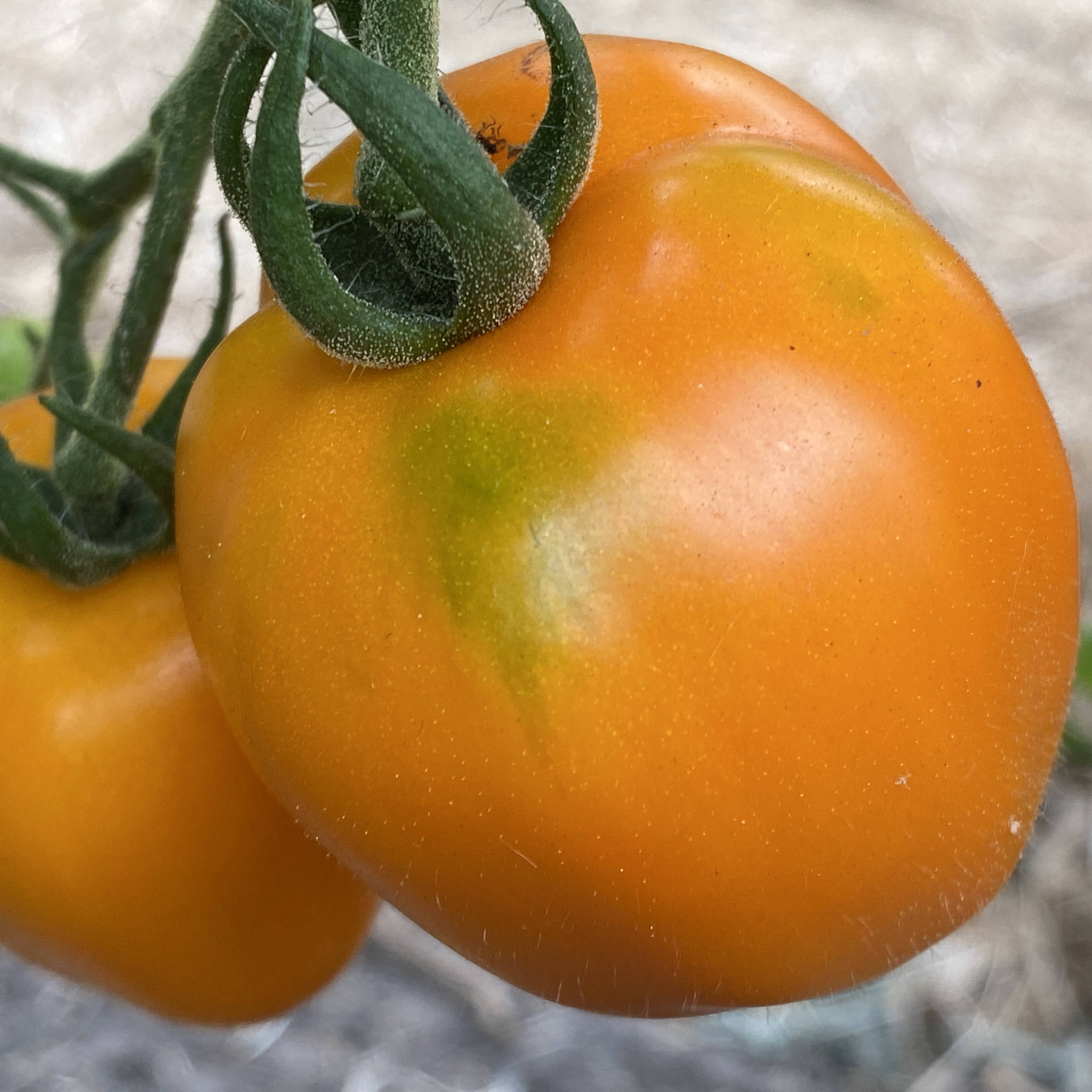 Tomatensaatgut Märchensnack