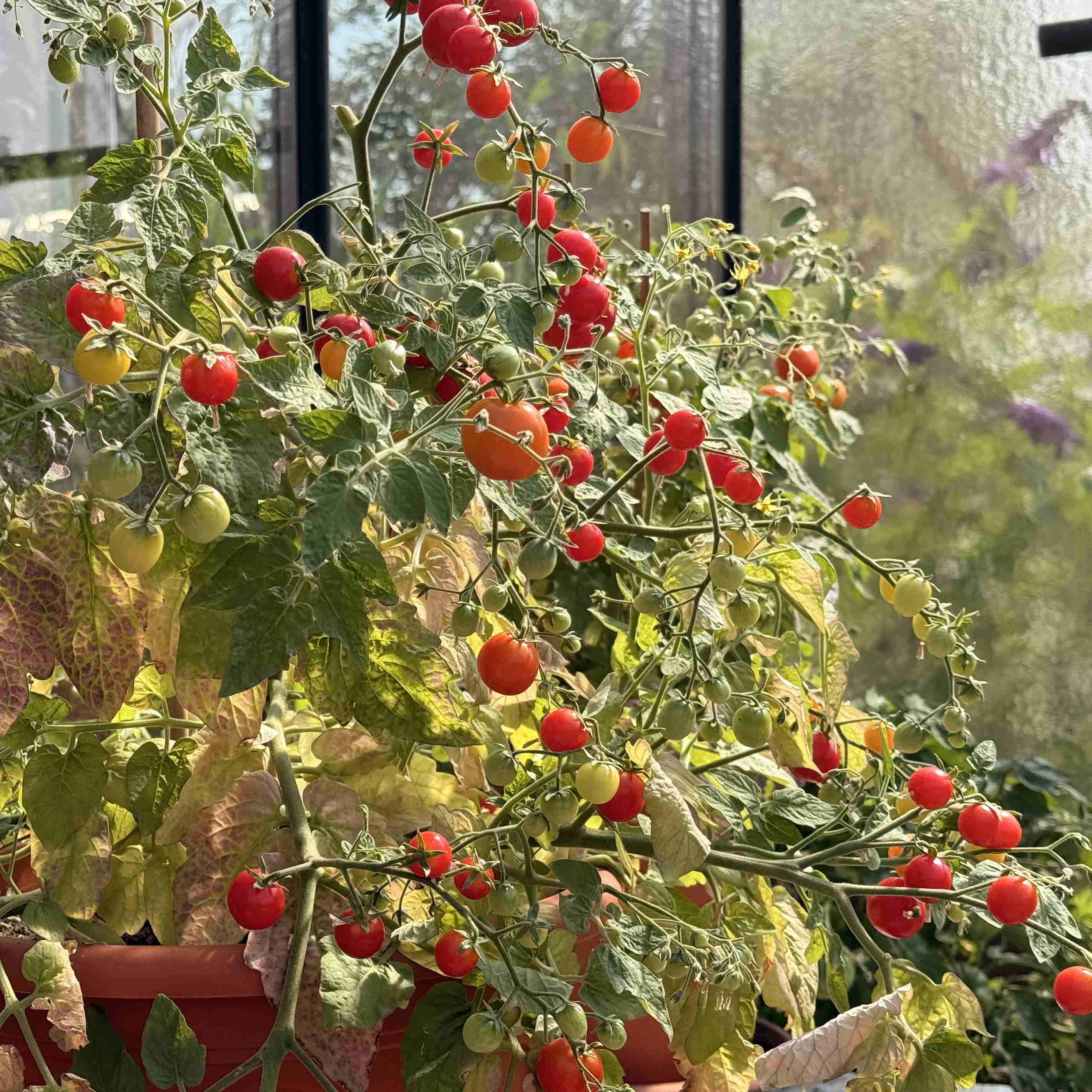 Tomatensaatgut Red Robin