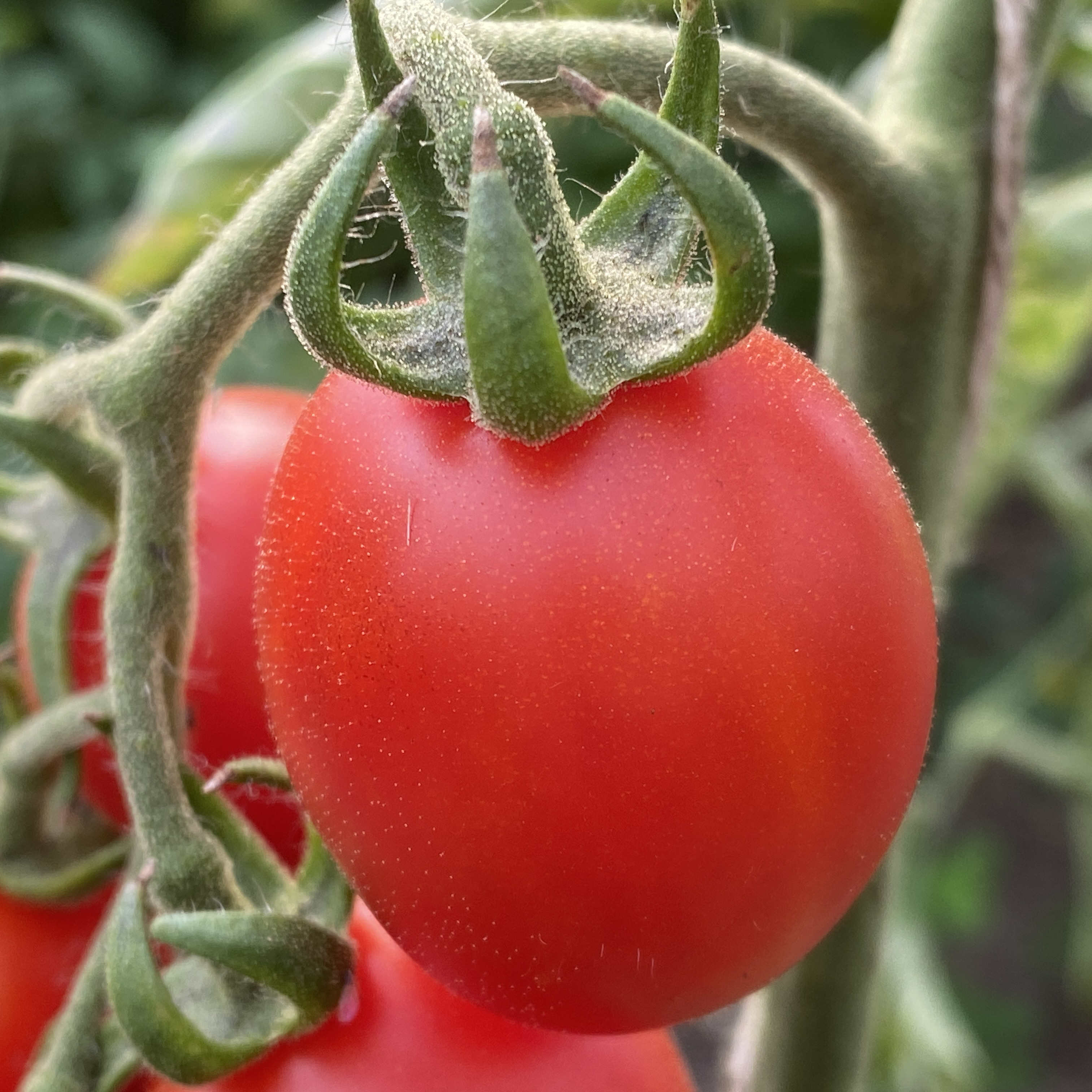 Tomatensaatgut Crumb in the Palm