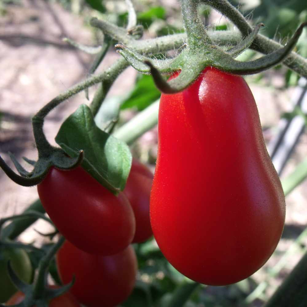 Rote Birnen Tomatensorte