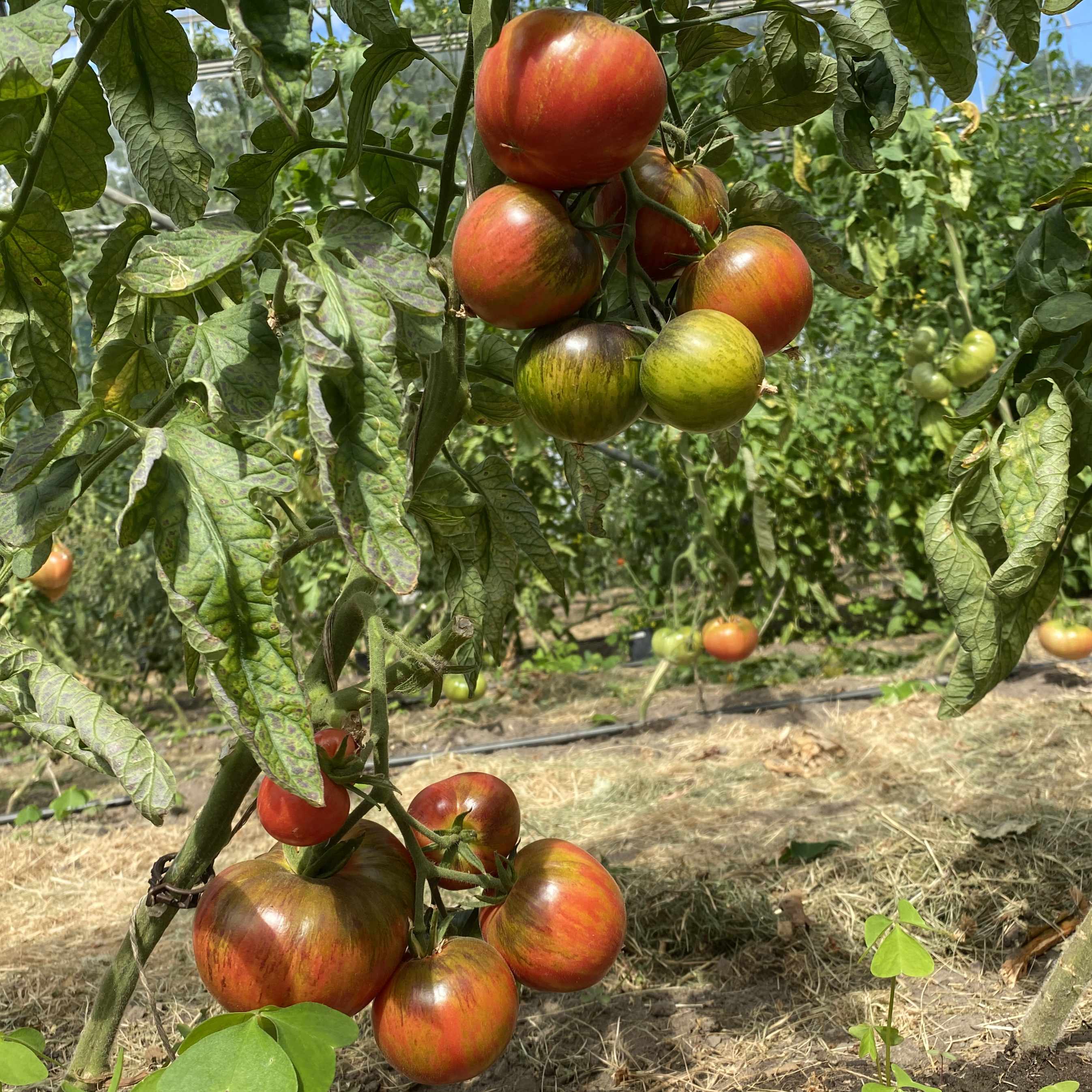 Tomatensaatgut Persuasion