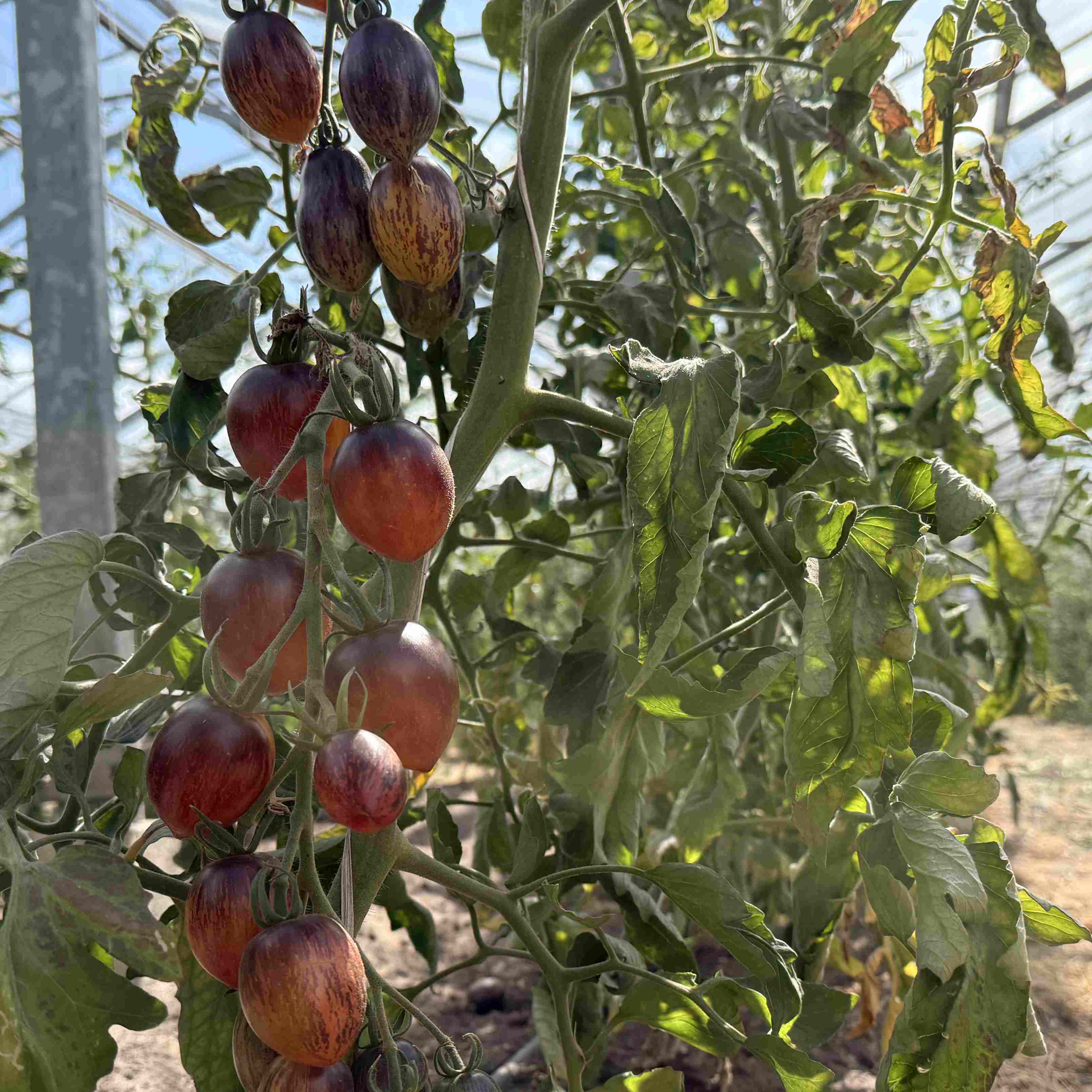 Tomatensaatgut Lyblushka