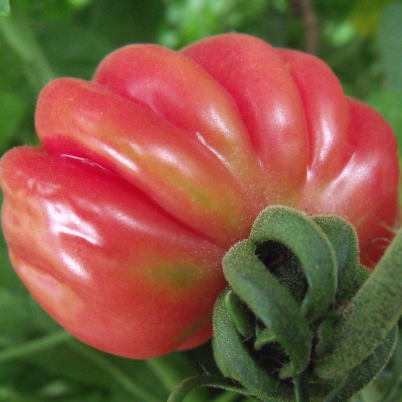 Rot und Pinke schöne Tomtaenpflanze