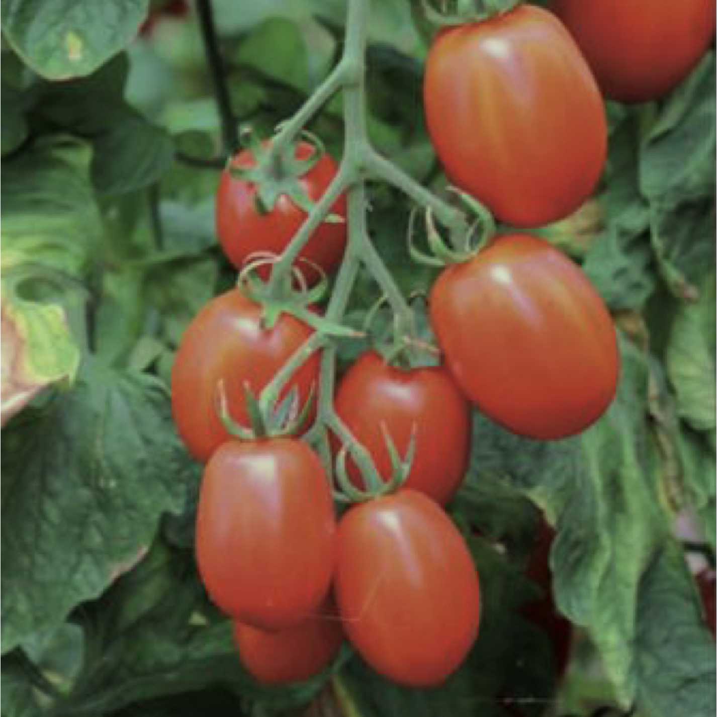 Mehrere rote Tomatenfrüchte am Strauch
