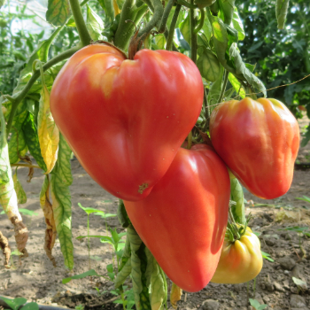 Rote Herzförmige Tomatenvielfalt