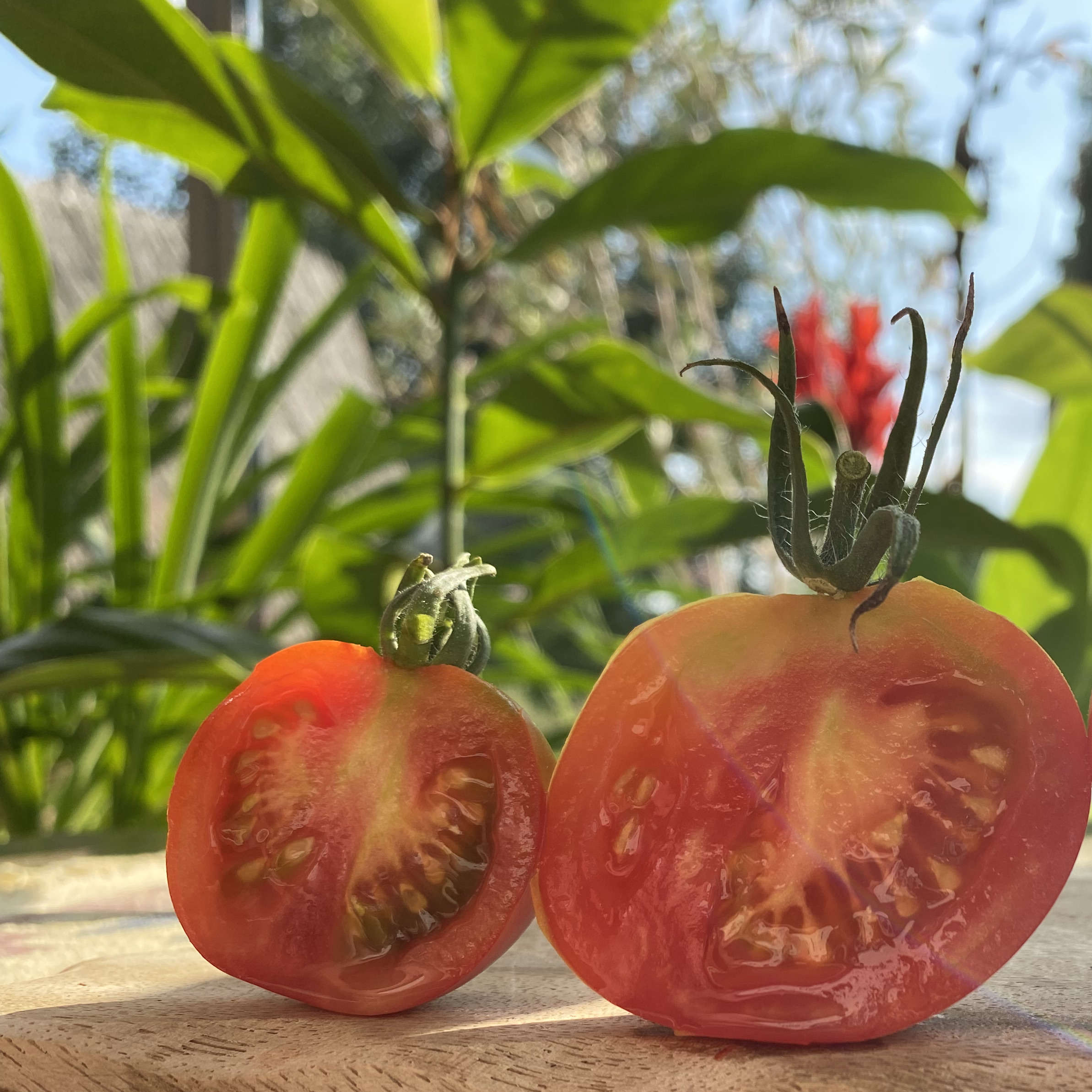 Tomatensaatgut Harzfeuer