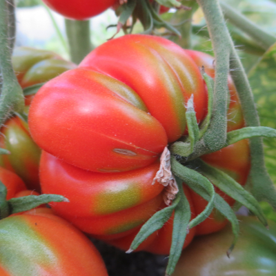 Rote Tomatensorte mit wunderbarem Geschmack