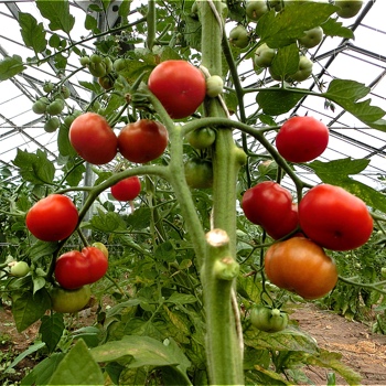 Rote Tomatenvielfalt mit außergewöhnlichem Geschmack