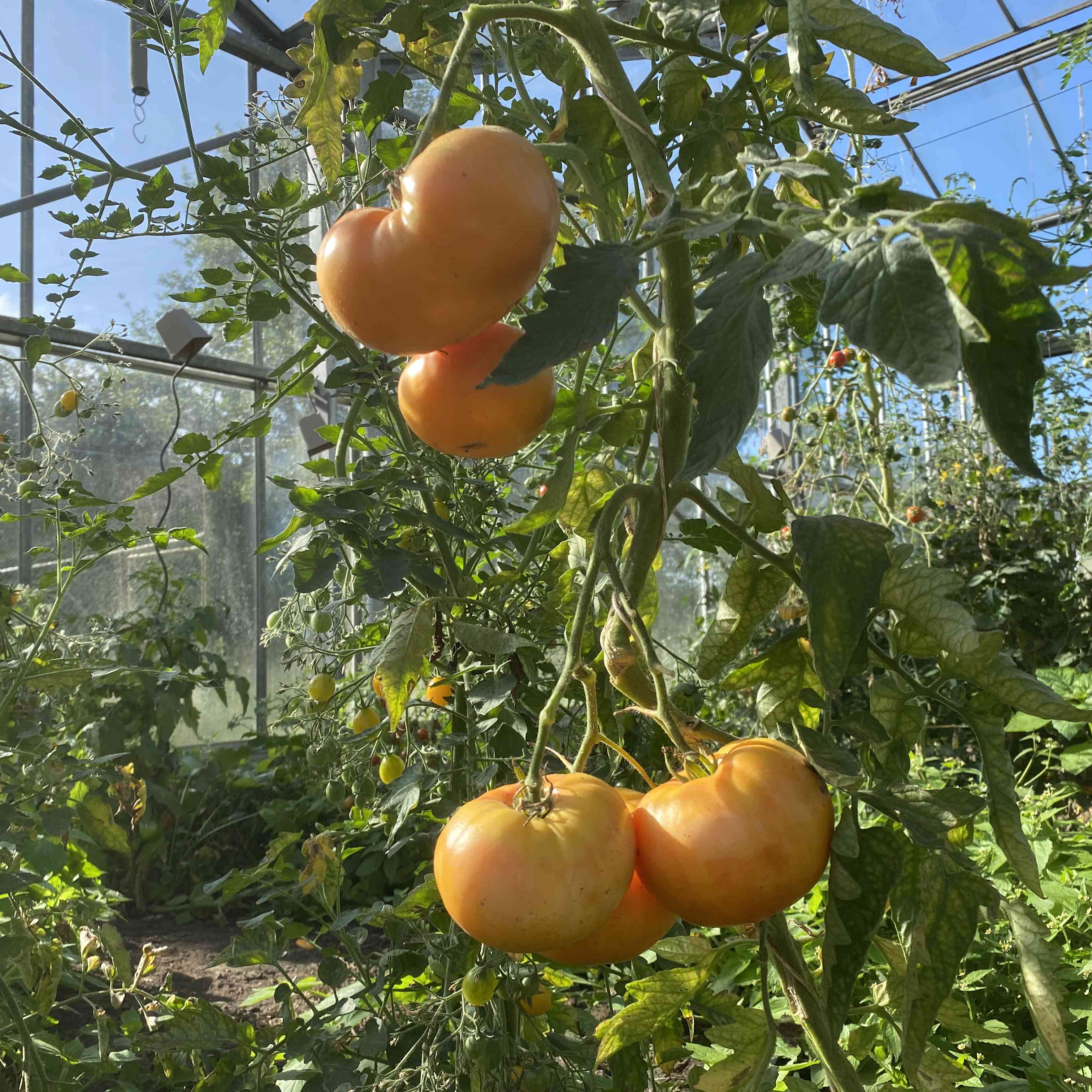 Tomatensaatgut Dixie Golden Giant