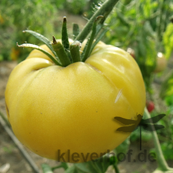 Weiße und Gelbe Tomatensorte mit Geschmack