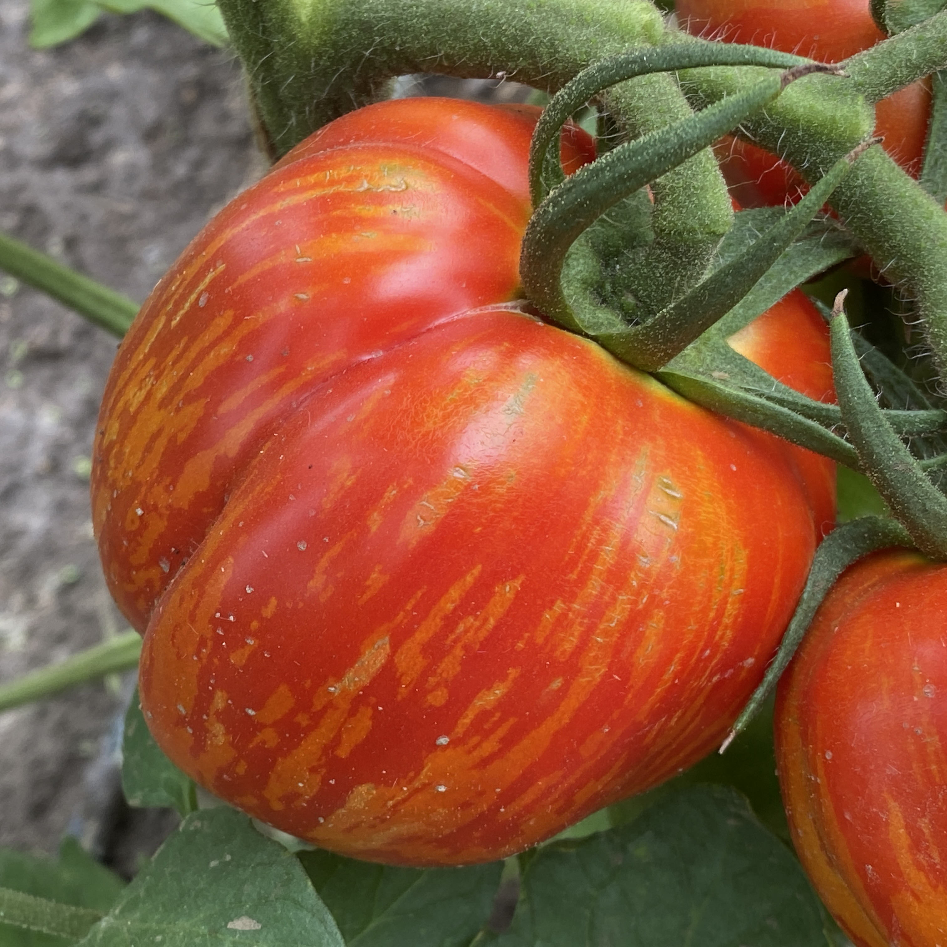 Tomatensaatgut New Shirmer Stock