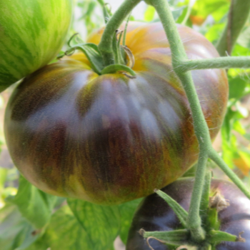 Violett/Grüne Bio Tomate mit  wunderbarem Geschmack