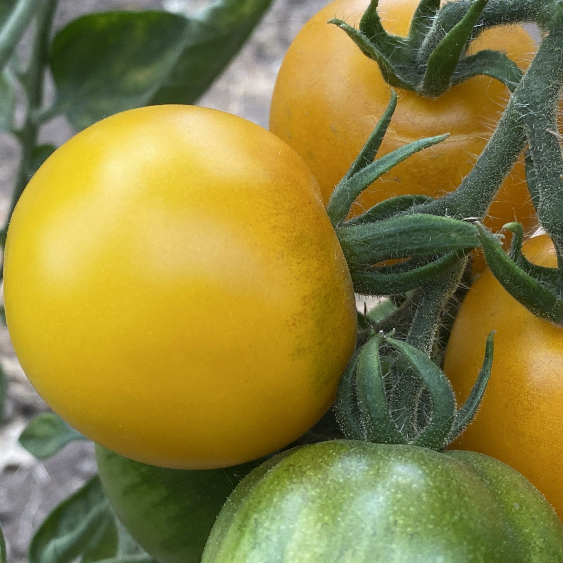Tomatensamen, DDR - alte Sorten, Ostalgie
