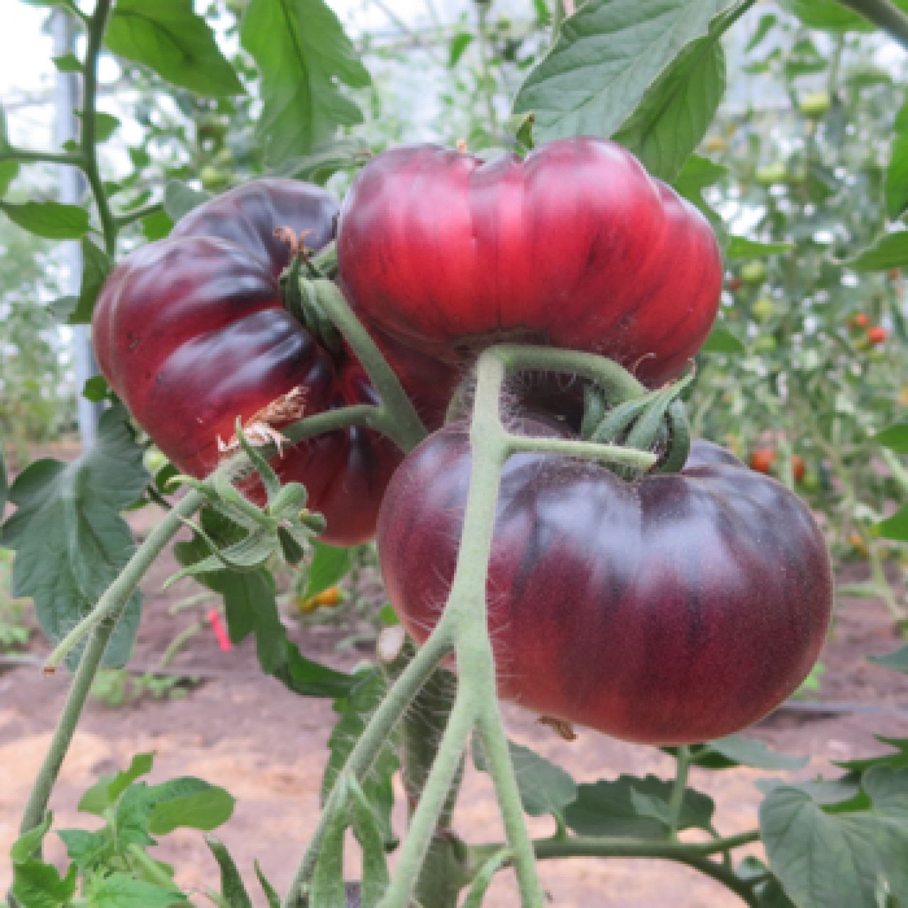 46+ Tomate Siberian Tiger Site Garten-Pur.de, Bitte mail über das