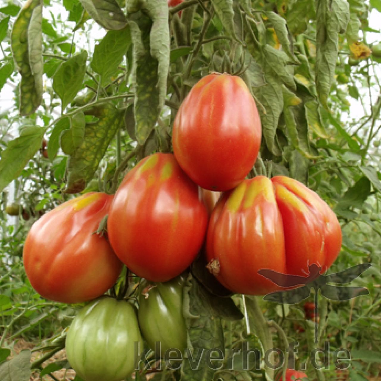Saatgut / Samen von der Tomate Ochsenherz