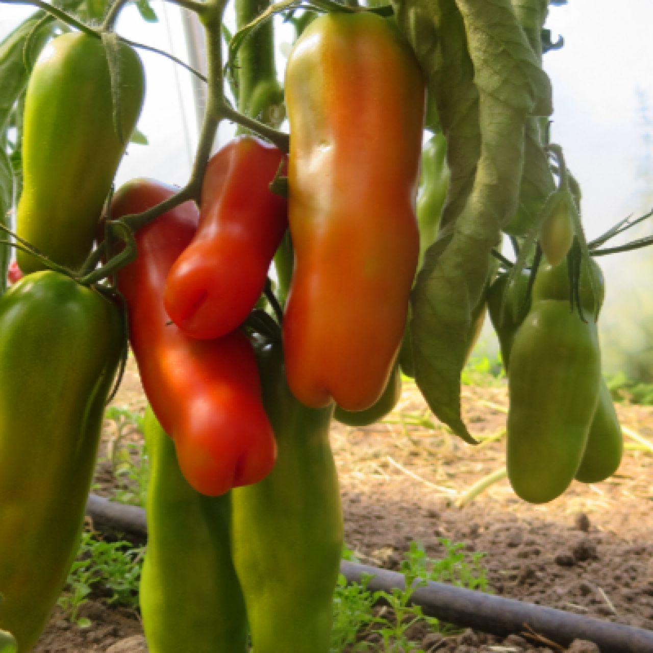 Saatgut / Samen von der Tomate Auria