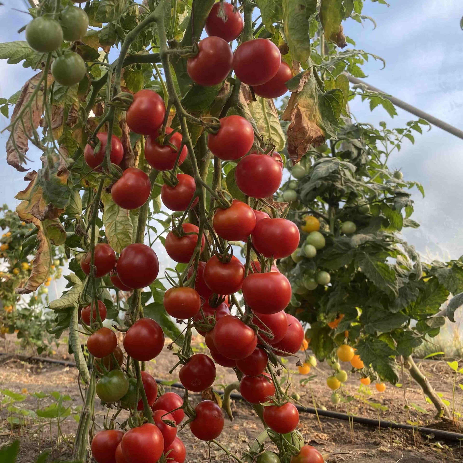 Saatgut / Samen von der Tomate Süsse von der Krim