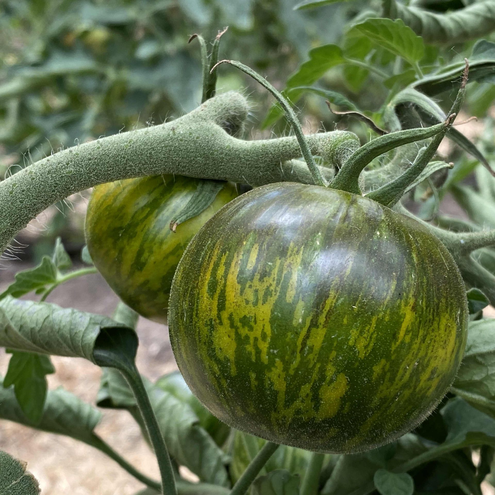 Saatgut / Samen von der Tomate Musk Zebra