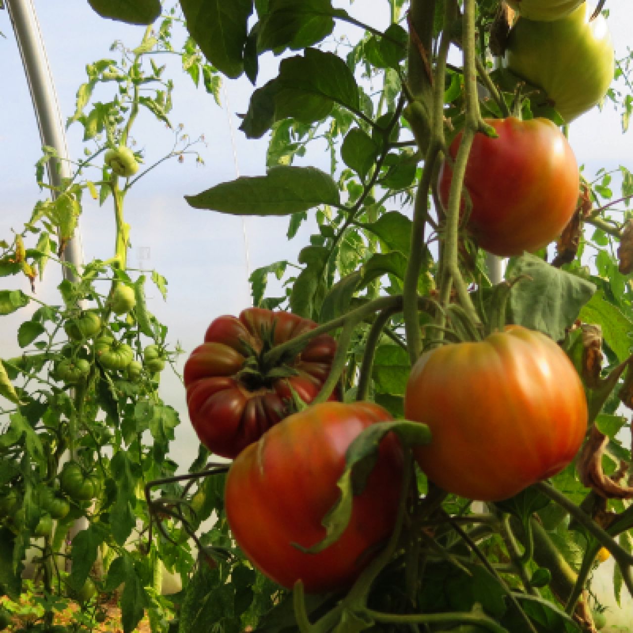 Saatgut Samen Von Der Tomate Ruby Surprise