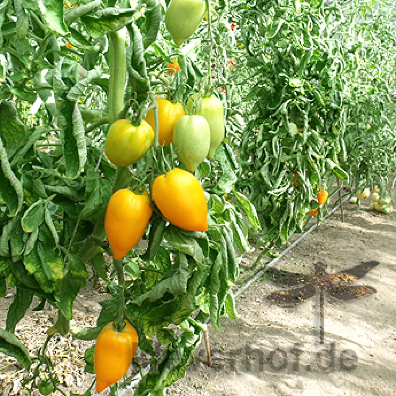 Tomatensamen Gourmansun F1 – Gelb-orange Ochsenherztomate, Krautfäuleresistent, 6 Korn