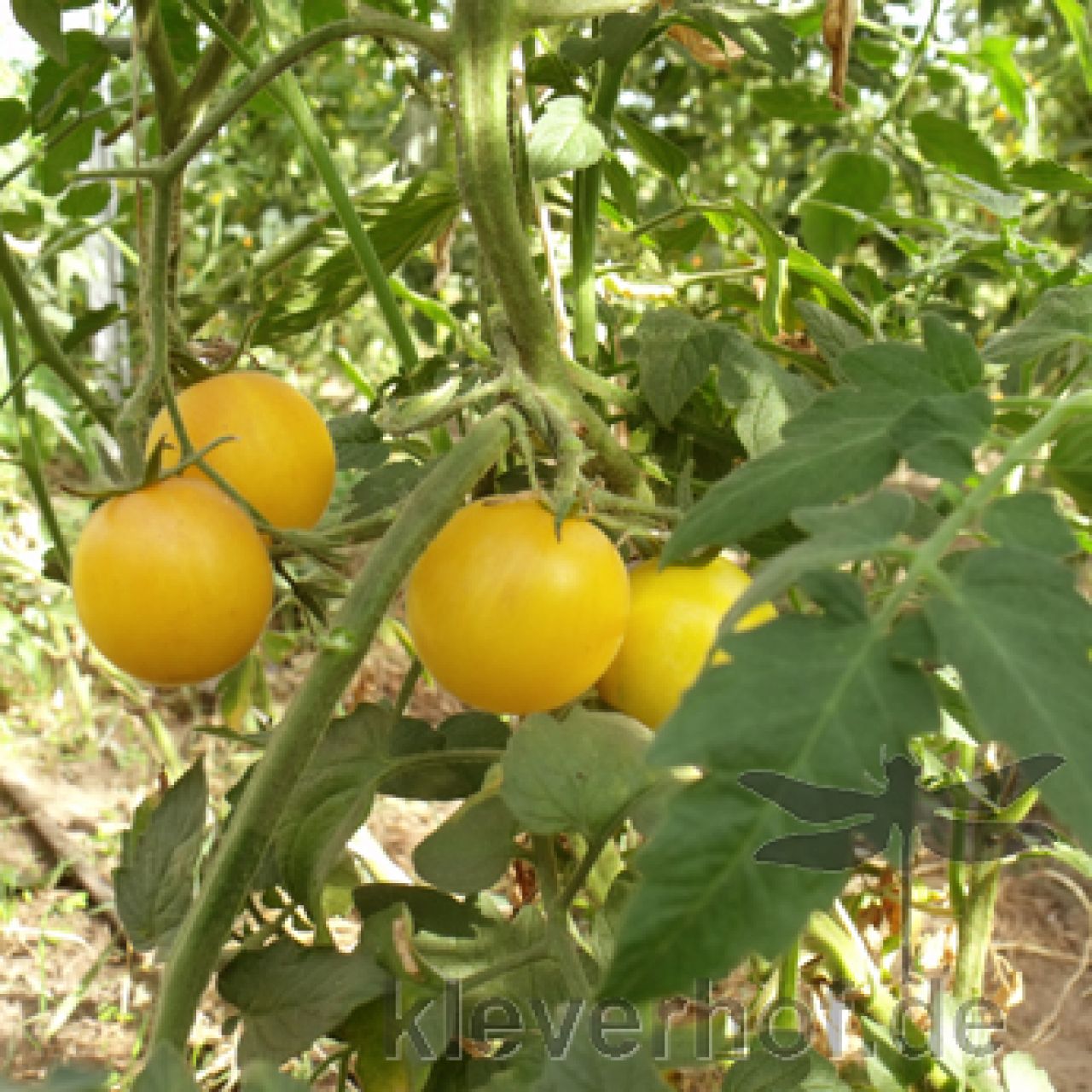 Wapsipinicon Peach Tomatensamen – Samenfeste Alte Sorte, Hellgelb Und Süß-würzig