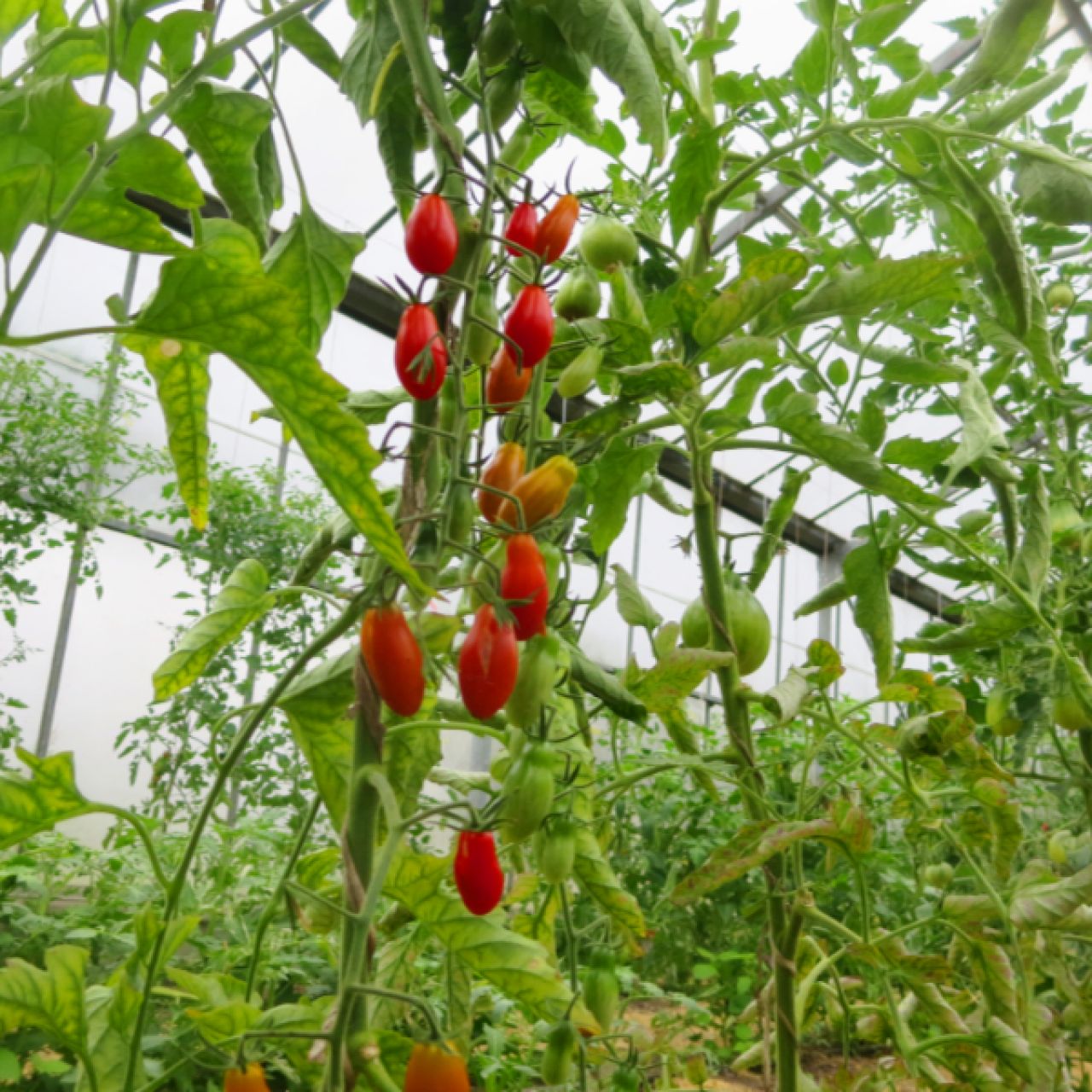 Saatgut / Samen von der Tomate Italienische Dattel