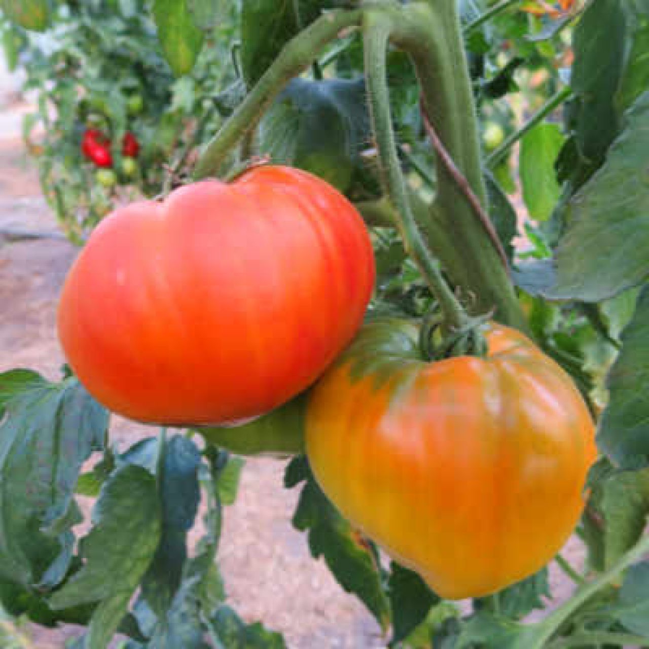 Bio-Tomatensamen ‚Orange Hat‘ – Ca. 15 Samen, Kompakte Balkontomate Mit Süßen, Orangen Früchten